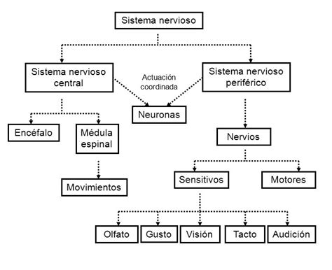 Sistema Nervioso: Organización y Función   ppt descargar