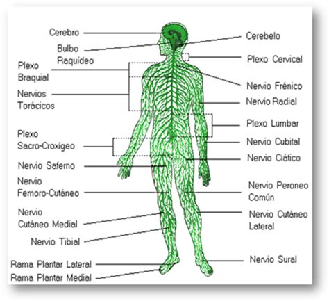 Sistema nervioso  página 2    Monografias.com