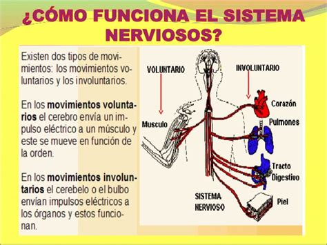 Sistema nervioso para 5° y 6° de primaria 2013