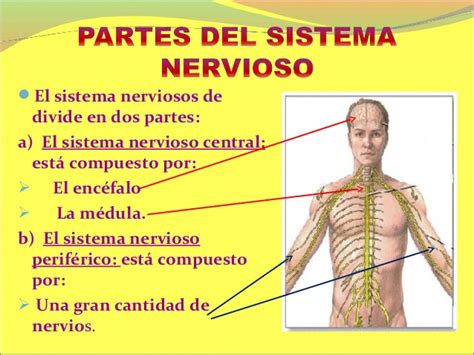 Sistema nervioso para 5° y 6° de primaria 2013