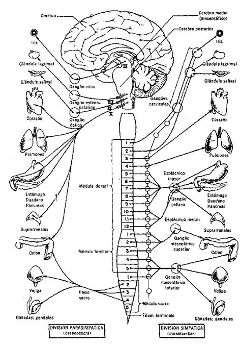 Sistema nervioso para colorear   Sistema nervioso