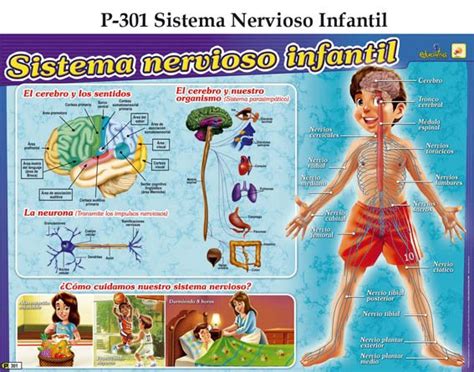 Sistema nervioso para niños de preescolar   Imagui