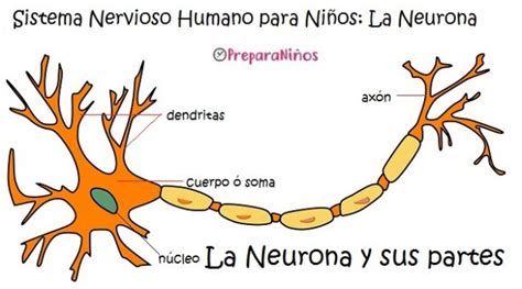 Sistema Nervioso para niños: Neurona partes y funciones ...