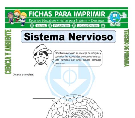 Sistema Nervioso para Tercero de Primaria   Fichas para ...