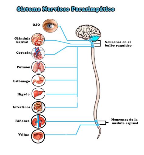 Sistema Nervioso Parasimpático: funciones, definición