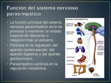 Sistema nervioso parasimpatico