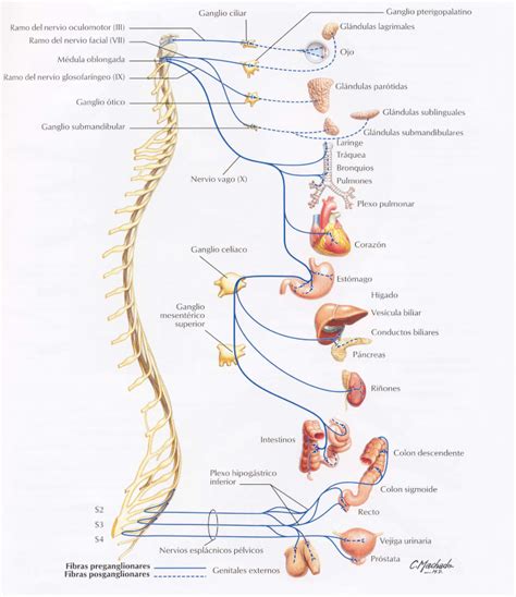 Sistema Nervioso Periférico   Anatomía del Sistema ...