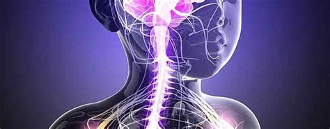 Sistema nervioso periférico: anatomía, partes y funciones
