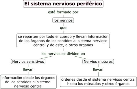 Sistema Nervioso Periférico | C. DEL MEDIO 6º PRIMARIA
