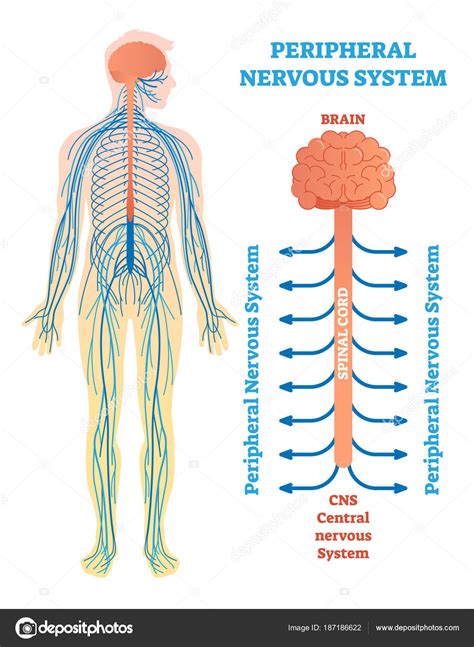 Sistema nervioso periférico, diagrama de la ilustración ...