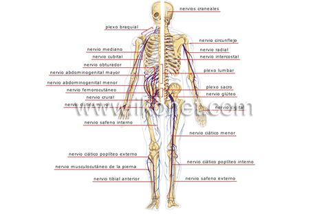 Sistema nervioso periférico | Diccionario Visual