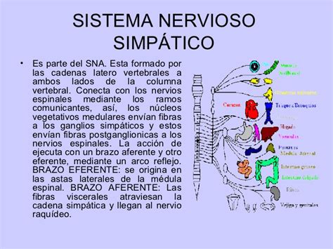 Sistema Nervioso Periferico