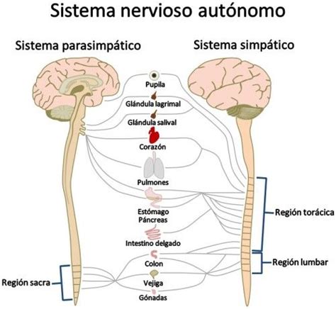 Sistema Nervioso Periférico: Partes y Funciones con Imágenes