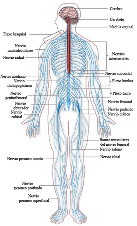 Sistema Nervioso Periférico: Partes y Funciones  con Imágenes