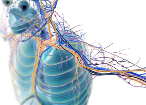 Sistema Nervioso Periférico: Partes y Funciones  con Imágenes