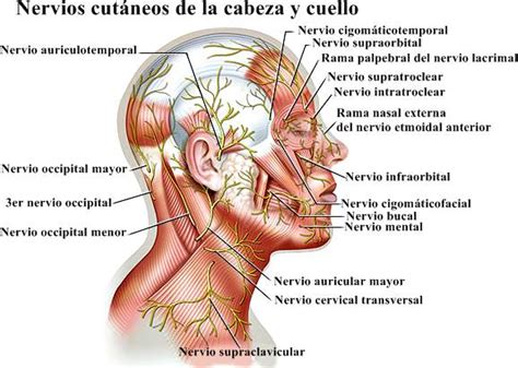 Sistema nervioso periférico y nervios espinales