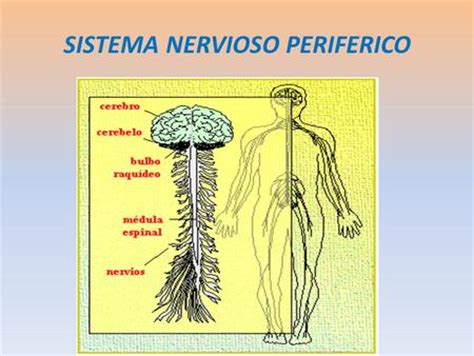 Sistema nervioso.   ppt descargar