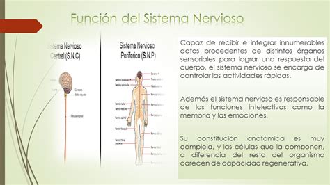 Sistema Nervioso S.N. Central Encéfalo Médula Espinal S.N ...