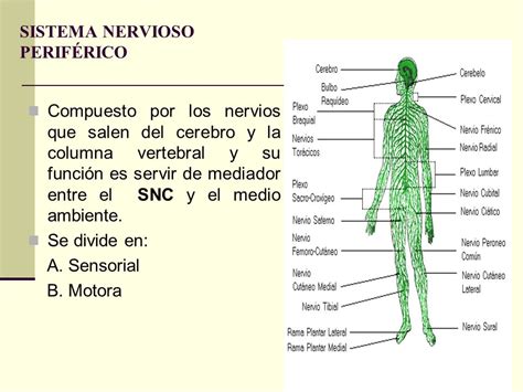Sistema Nervioso Se compone del sistema nervioso central y ...