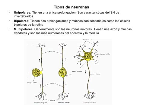 Sistema Nervioso Simpatico Caracteristicas   takvim ...