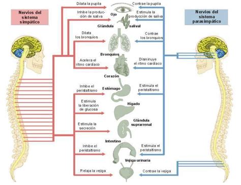 sistema nervioso simpatico   Demedicina.com