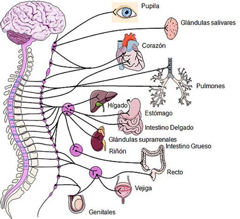 sistema nervioso simpatico el sistema nervioso ...