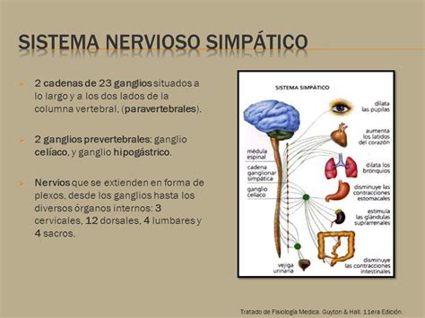 sistema nervioso simpatico sistema nervioso autonomo ...