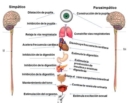 Sistema nervioso simpático y parasimpático   Demedicina.com