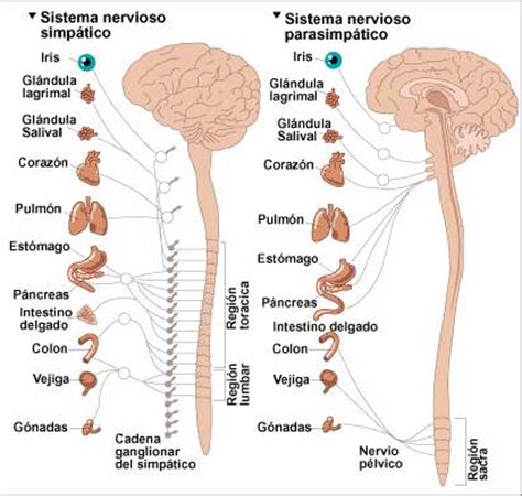 Sistema nervioso sin nombres para colorear Imagui