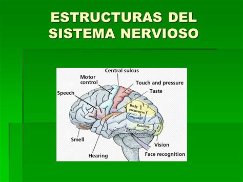 Sistema Nervioso Sistema Endocrino   ppt descargar