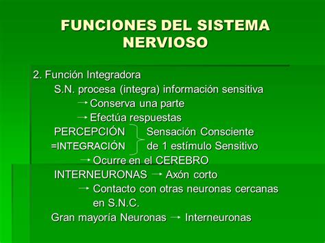 Sistema Nervioso Sistema Endocrino   ppt descargar