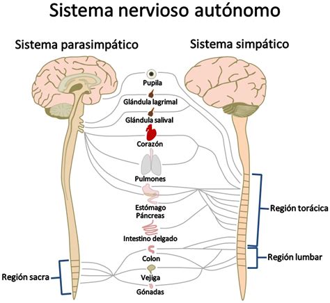 Sistema Nervioso: Sistema Nervioso Central   Sistema ...