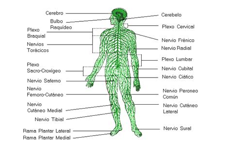 Sistema Nervioso   Sistemas   Cuerpo Humano   TAFAD ...