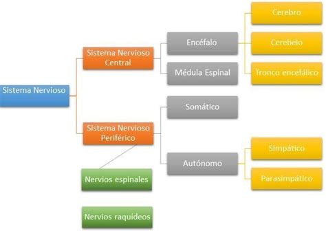 Sistema Nervioso  SN  Funciones, partes y enfermedades.