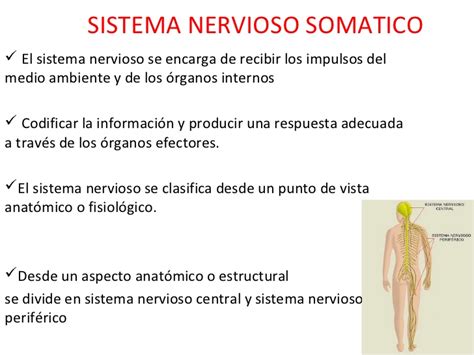 Sistema nervioso somatico