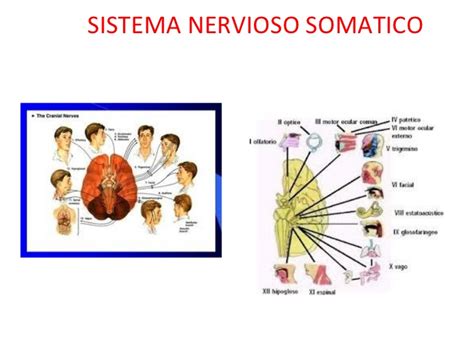 Sistema nervioso somatico