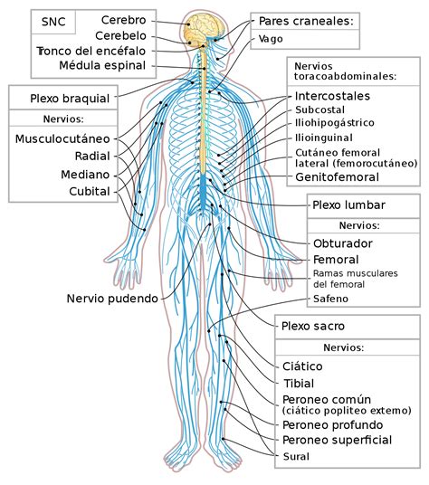 Sistema nervioso somático   Wikipedia, la enciclopedia libre