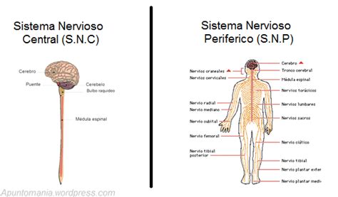Sistema nervioso   ThingLink