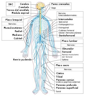 Sistema nervioso   Wikipedia, la enciclopedia libre