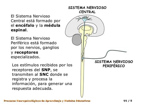 Sistema Nervioso y Aprendizaje I