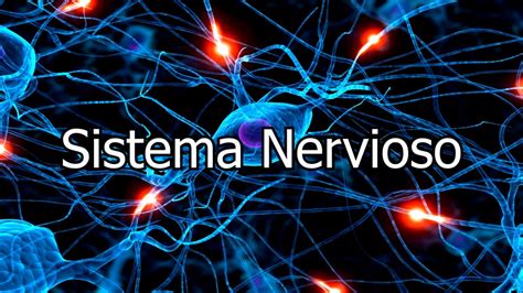 Sistema nervioso y movimiento | Mundo Entrenamiento