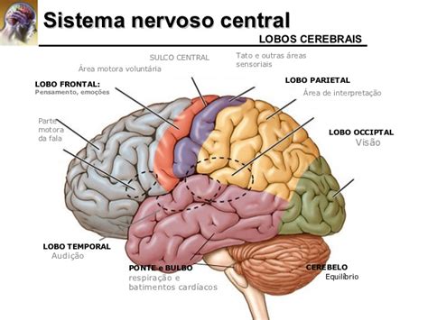 Sistema Nervoso Central   Anatomia Humana