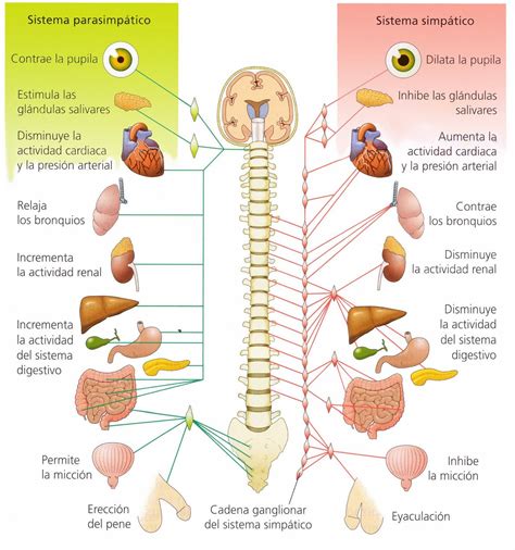 sistema nervosos central periferico vegetativo simpático ...