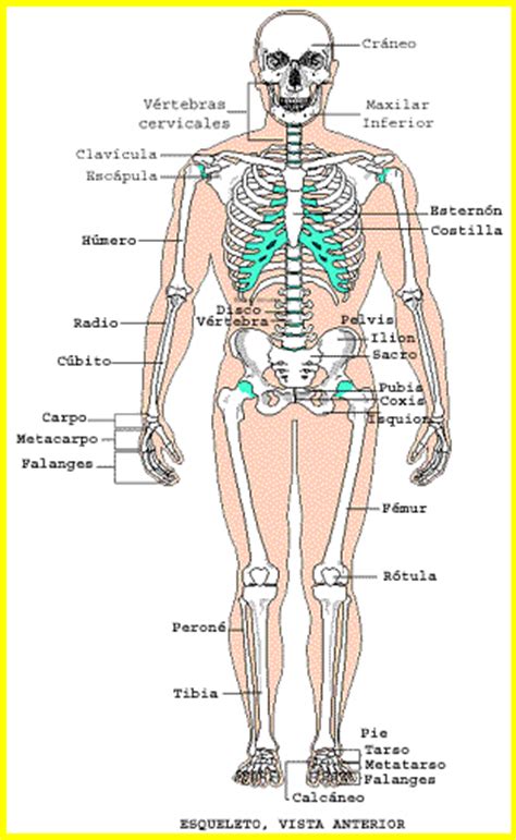 Sistema óseo | Biología