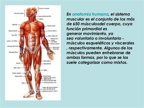 sistema oseo, muscular, y articulaciones