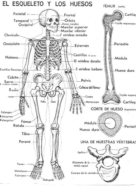 Sistema óseo para colorear   Sistema oseo