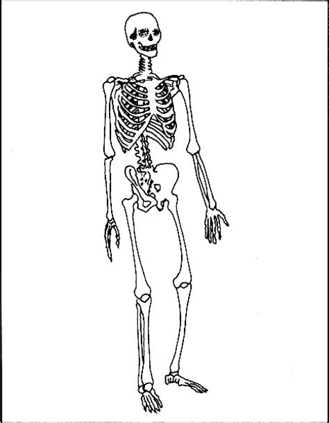 Sistema oseo y muscular para dibujar   Imagui