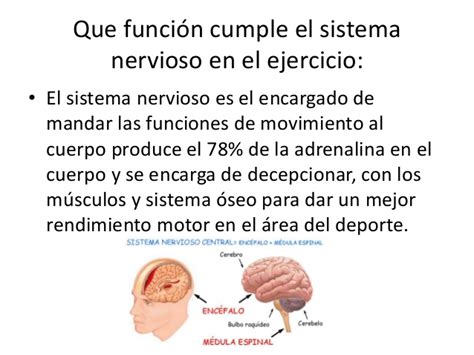 Sistema óseo y sistema nerviosos!