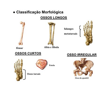 Sistema osseo cranio.pdf