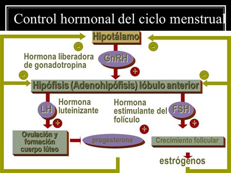 Sistema Reproductor Masculino, Femenino y Hormonas ...